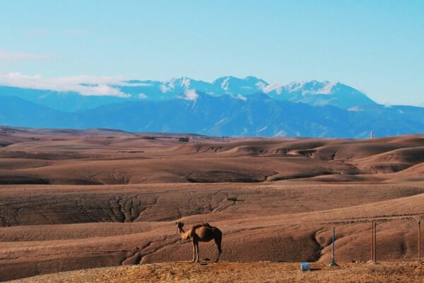 From Marrakech: Agafay Desert Private Day Experience