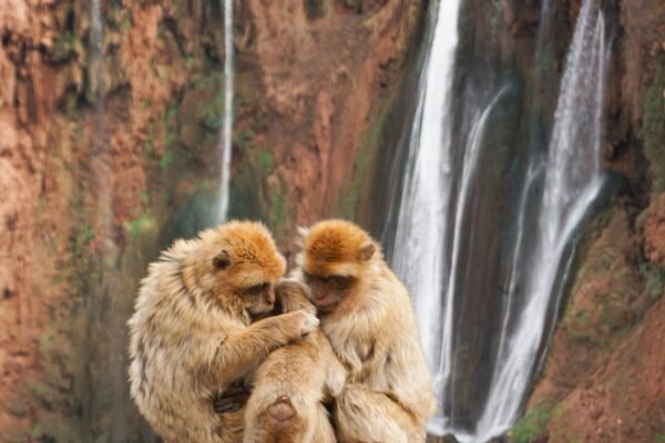 From Marrakech: Ouzoud Waterfalls Private Day Trip