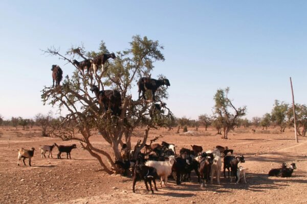 8-Day Marrakech Imperial Cities & Northern Heritage Private Circuit Tour From Marrakech