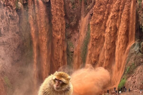 From Marrakech: Ouzoud Waterfalls Private Day Trip