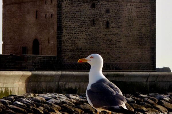 From Marrakech: Essaouira Coastal Private Day Trip