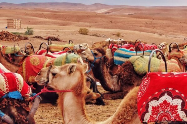 From Marrakech: Agafay Desert Private Day Experience