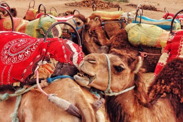 Casablanca to Marrakech Private Transfer
